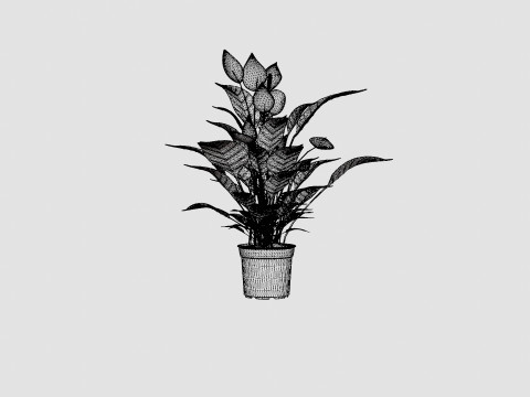Spathiphyllum Verdi Model 3D