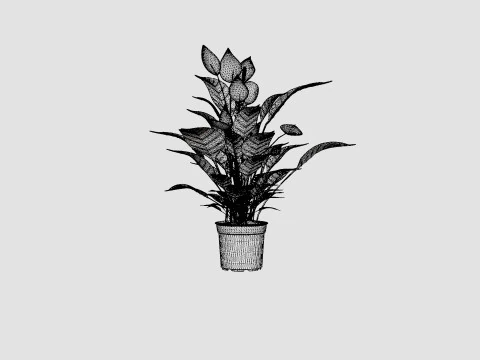 Spathiphyllum Verdi 3D Model