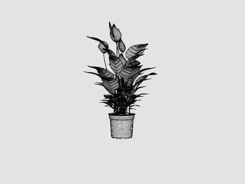 Spathiphyllum Verdi 3D Model