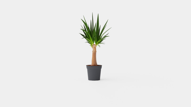 Yucca elephantipes Bottle 3D Model .c4d .max .obj .3ds .fbx .stl .blend 