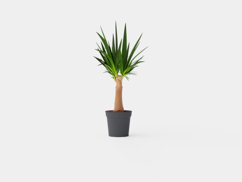 Yucca elephantipes Bottle 3D Model