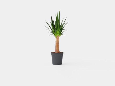 Yucca elephantipes Bottle 3D Model