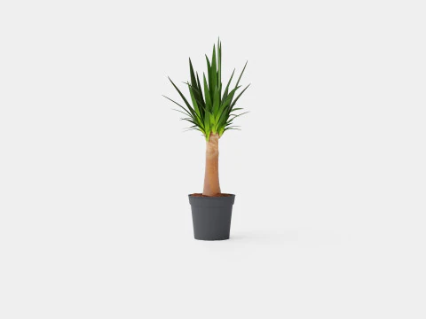 Yucca elephantipes Bottle 3D Model