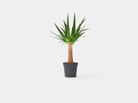 Yucca elephantipes Bottle 3D Model