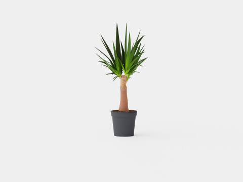 Yucca elephantipes Bottle 3D Model