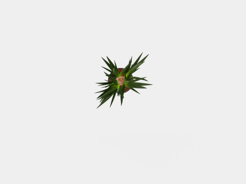 Yucca elephantipes Bottle 3D Model