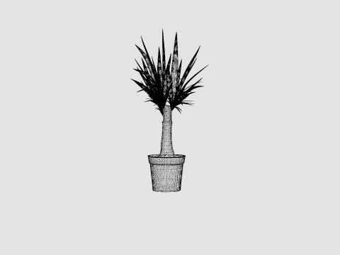 Yucca elephantipes Bottle 3D Model