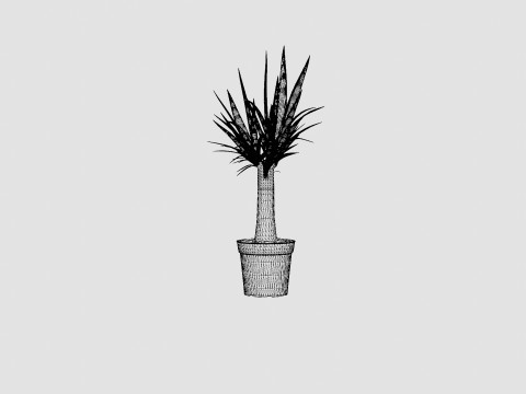 Yucca elephantipes Bottle 3D Model