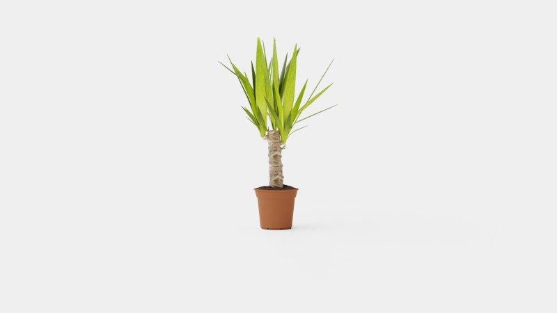 Yucca elephantipes single stem 3D Model .c4d .max .obj .3ds .fbx .stl .blend 
