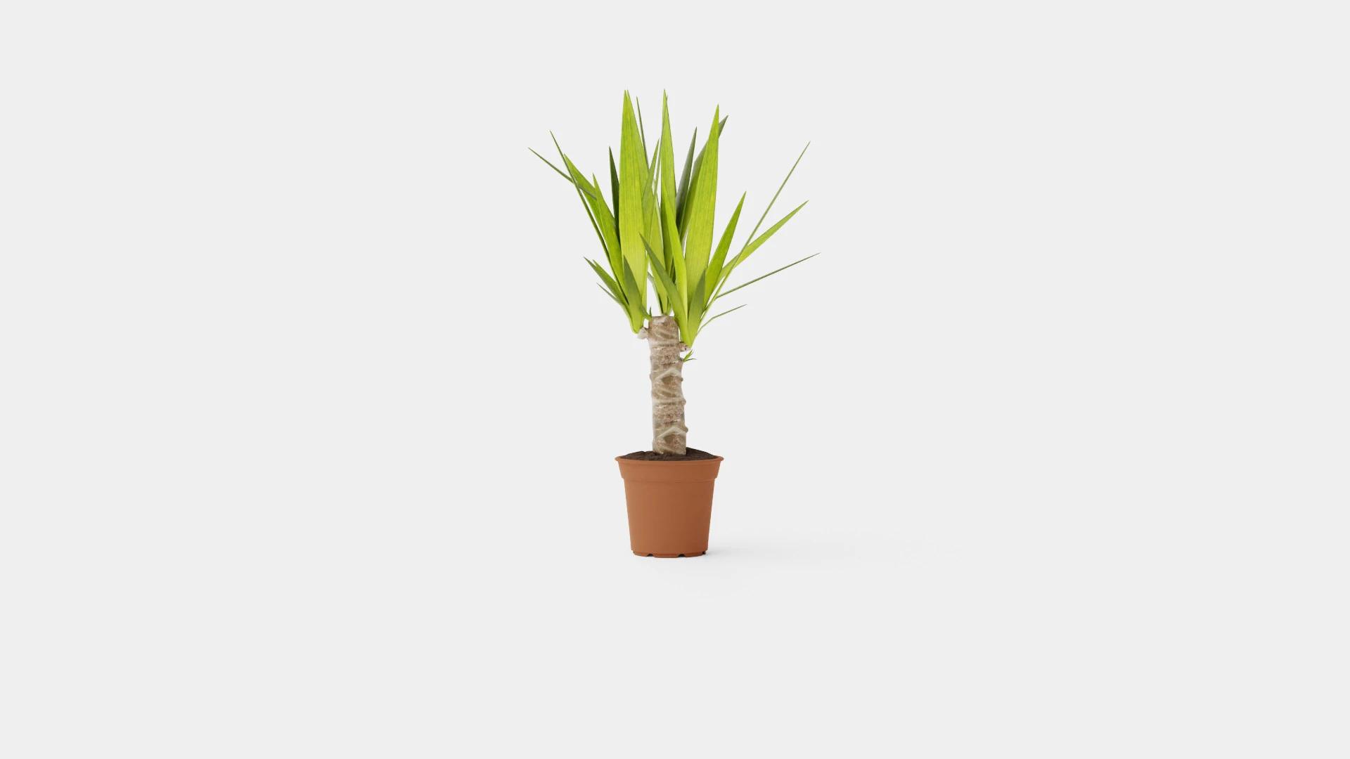 Yucca elephantipes single stem 3D Model .c4d .max .obj .3ds .fbx .stl .blend 