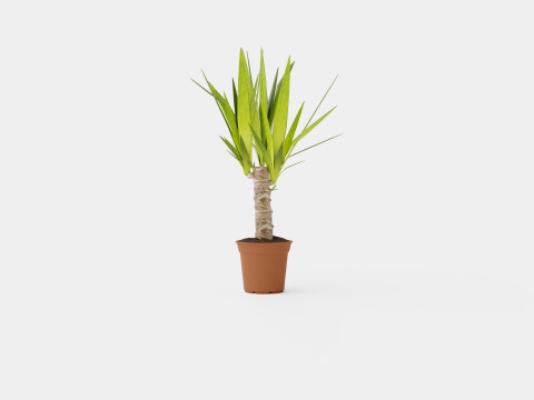 Yucca elephantipes single stem 3D Model