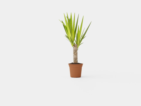 Yucca elephantipes single stem 3D Model