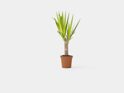Yucca elephantipes single stem 3D Model