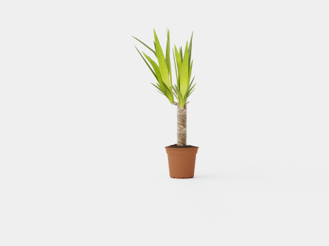 Yucca elephantipes single stem 3D Model