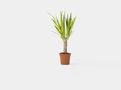 Yucca elephantipes single stem 3D Model