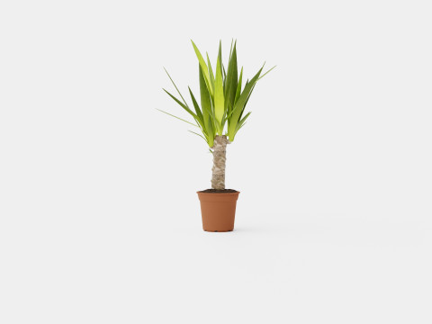 Yucca elephantipes single stem 3D Model