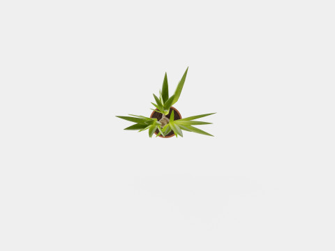 Yucca elephantipes single stem 3D Model