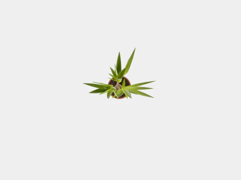 Yucca elephantipes single stem 3D Model