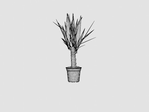 Yucca elephantipes single stem 3D Model