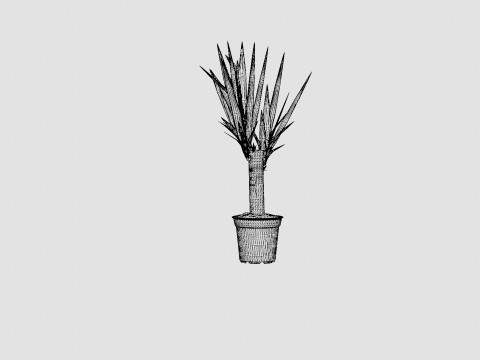 Yucca elephantipes single stem 3D Model