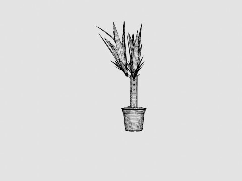 Yucca elephantipes single stem 3D Model
