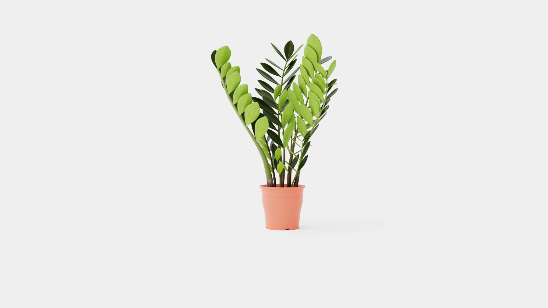 Zamioculcas zamiifolia 3D Model .c4d .max .obj .3ds .fbx .stl .blend 