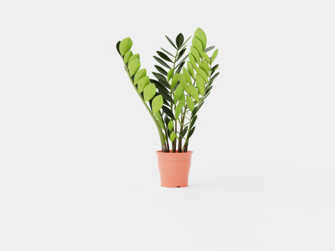 Zamioculcas zamiifolia 3D Model