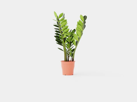 Zamioculcas zamiifolia 3D Model