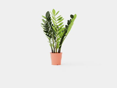 Zamioculcas zamiifolia 3D Model