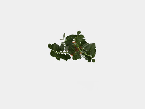 Zamioculcas zamiifolia 3D Model