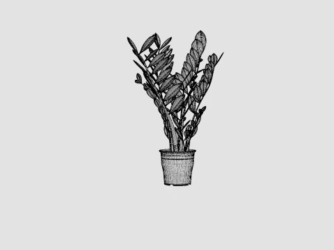 Zamioculcas zamiifolia 3D Model