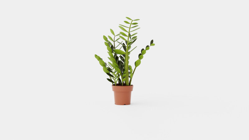 Zamioculcas zamiifolia Modelo 3D .c4d .max .obj .3ds .fbx .stl .blend 