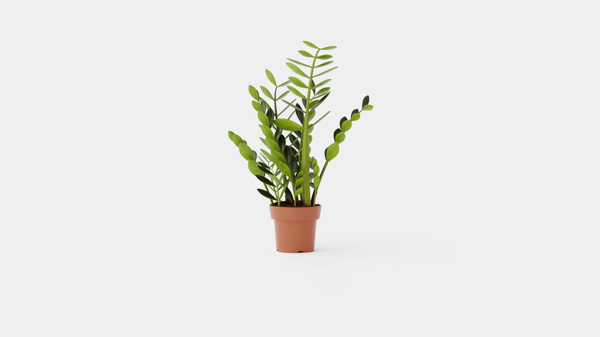 Zamioculcas zamiifolia 3D Model .c4d .max .obj .3ds .fbx .stl .blend 
