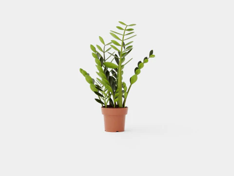 Zamioculcas zamiifolia Modelo 3D