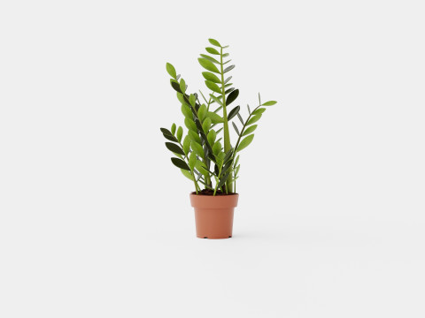 Zamioculcas zamiifolia Modelo 3D