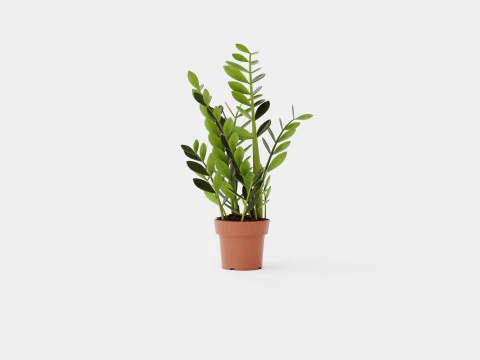 Zamioculcas zamiifolia 3D Model