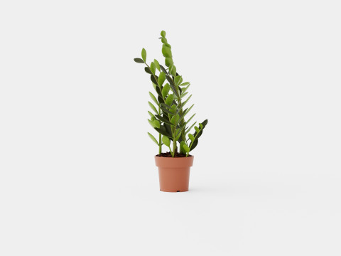 Zamioculcas zamiifolia Modelo 3D