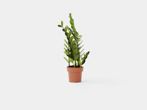 Zamioculcas zamiifolia 3D Model