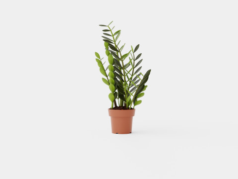 Zamioculcas zamiifolia Modelo 3D