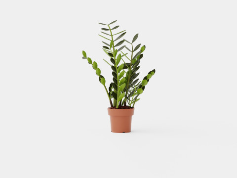 Zamioculcas zamiifolia Modelo 3D