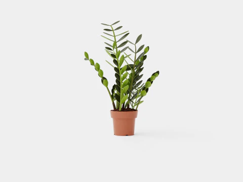 Zamioculcas zamiifolia 3D Model
