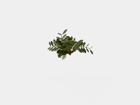 Zamioculcas zamiifolia Modelo 3D