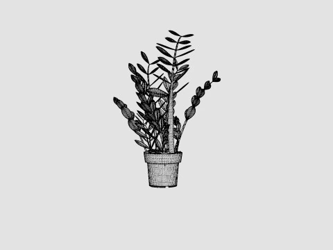 Zamioculcas zamiifolia 3D Model