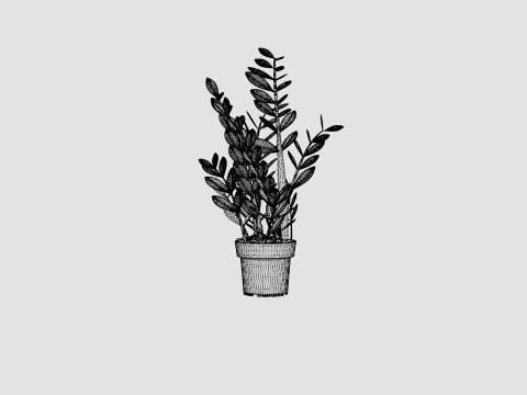 Zamioculcas zamiifolia 3D Model