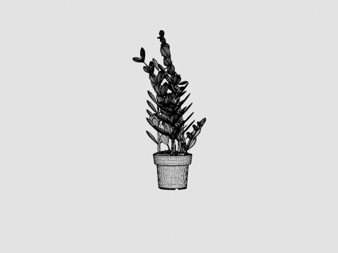 Zamioculcas zamiifolia Modelo 3D