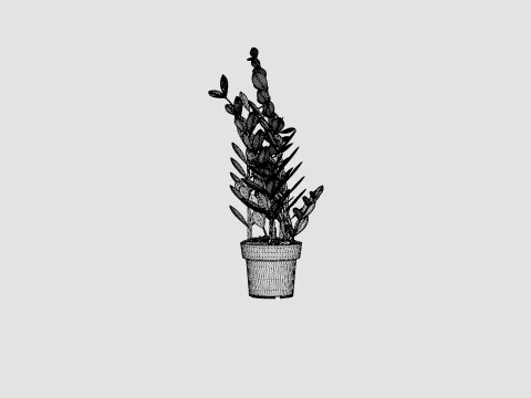 Zamioculcas zamiifolia 3D Model