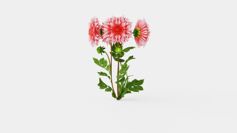 Dahlia Penhill Watermelon 3D Model .c4d .max .obj .3ds .fbx .stl .blend