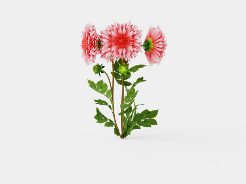 Dahlia Penhill Watermelon 3D Model