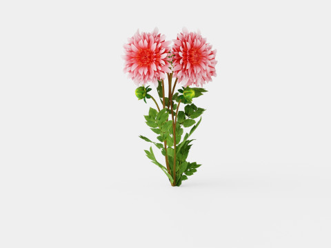 Dahlia Penhill Watermelon 3D Model