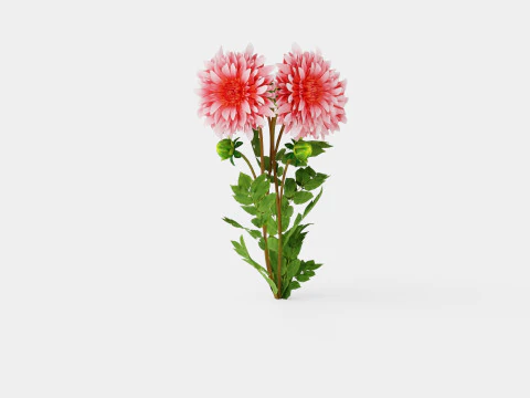 Dahlia Penhill Watermelon 3D Model